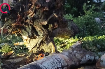Mingəçevirdə külək ağacları aşırdı, yollar bağlandı - Fotolar+Video