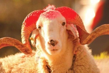 Qurban bayramı ilə bağlı vətəndaşlara