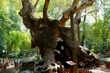 Sultan Süleymanı görmüş ağac - 854 yaşı var+Video