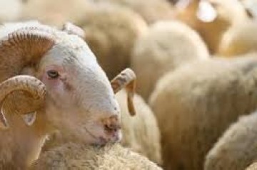Qurban bayramında ətin qiyməti belə dəyişəcək - Əhaliyə çağırış edildi