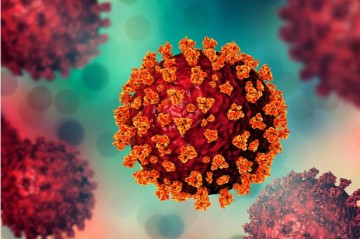 China reports no human infections of Andes virus