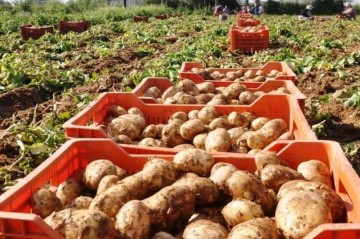 Kəndlidən ucuz çıxan məhsul Bakıda niyə bahalaşır? –   Əsl səbəblər