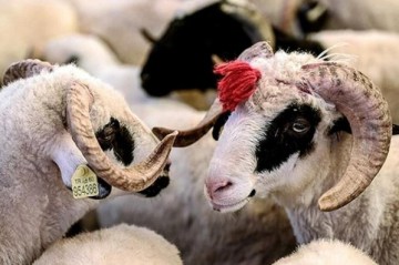 Qurban əti ilə bağlı vacib XƏBƏRDARLIQ: Bu səhvləri etməyin