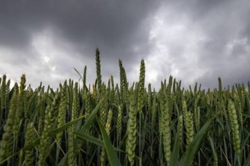 New rules for biotech crops clear final hurdle in European Parliament