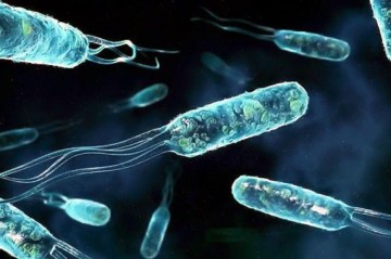 Cholera outbreak kills 74 in northeast Nigeria