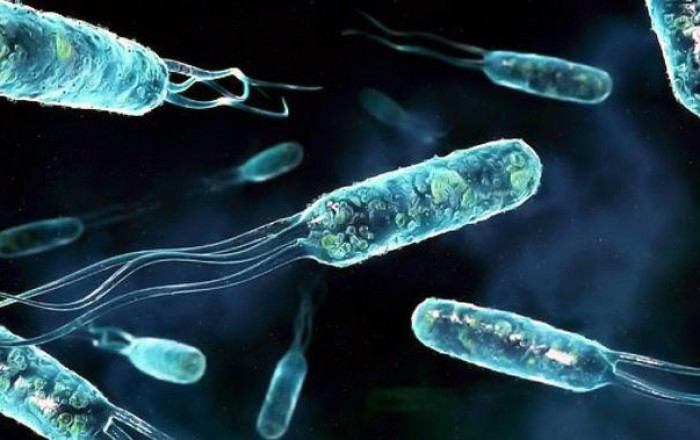 Cholera outbreak kills 74 in northeast Nigeria