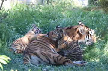 Two Amur tiger cubs born at Baku Zoo