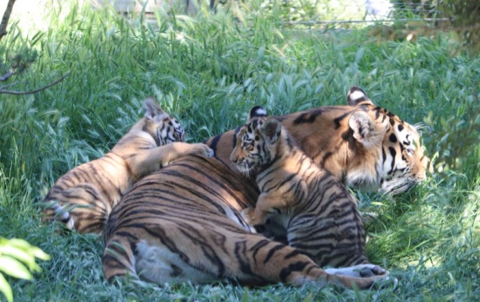 Two Amur tiger cubs born at Baku Zoo