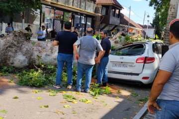 Qoca çinar maşının üstünə aşdı - Fotolar