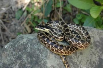 В Загатале двух человек укусила змея, один скончался