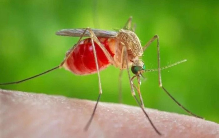 Ağcaqanad mənşəli təhlükəli virus yayılır  - ÜST-dən xəbərdarlıq