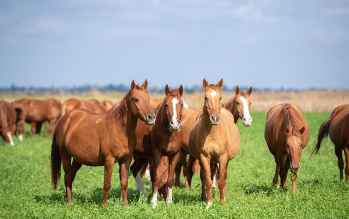 Qarabağ atlarının sayı açıqlandı -