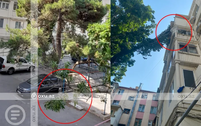 В Баку дерево упало на пятиэтажный жилой дом - ФОТО/ВИДЕО