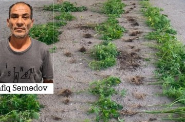 İmişlidə çətənə kolları yetişdirən şəxs saxlanıldı - FOTO