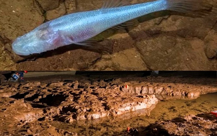 Yeni tapılan "iblis balığı" alimləri ŞOKA SALDI - Gözləri yoxdur