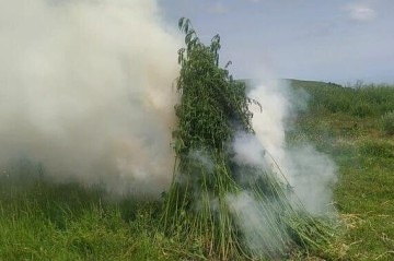 4 ton çətənə kolu məhv edildi