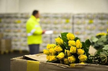 Ermənistan gülünün Belarus vasitəsilə Rusiyaya gətirilməsinin qarşısı alındı