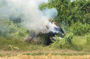 В Шуше уничтожили тонна дикорастущей конопли