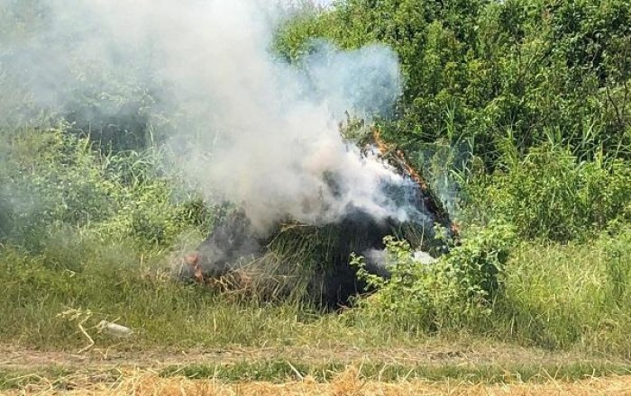 В Шуше уничтожили тонна дикорастущей конопли