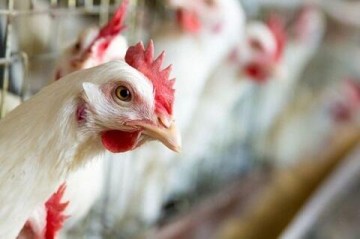 Azərbaycanın bu bölgəsində ev quşları kütləvi şəkildə tələf olur - Nə baş verir?