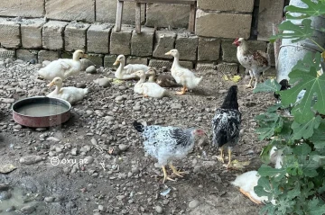 АПБА приступило к расследованию в связи с гибелью домашних птиц в южном регионе - ФОТО