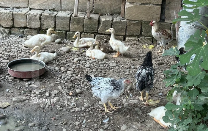 АПБА приступило к расследованию в связи с гибелью домашних птиц в южном регионе - ФОТО