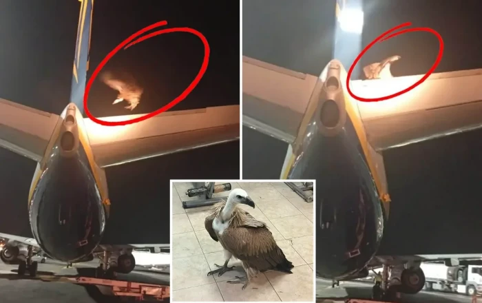 Yunanıstanda sərnişin təyyarəsinin uçuşu kərkəs quşuna görə təxirə salındı -