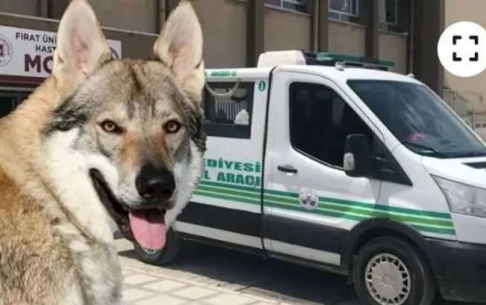 Arvadını tövləyə girən   canavar bilib güllələdi