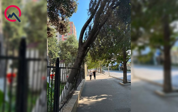 Nərimanovda aşan ağaclarla bağlı açıqlama -