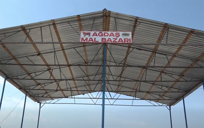 Ağdaşdakı “mal bazarı” yenidən açıldı - Video