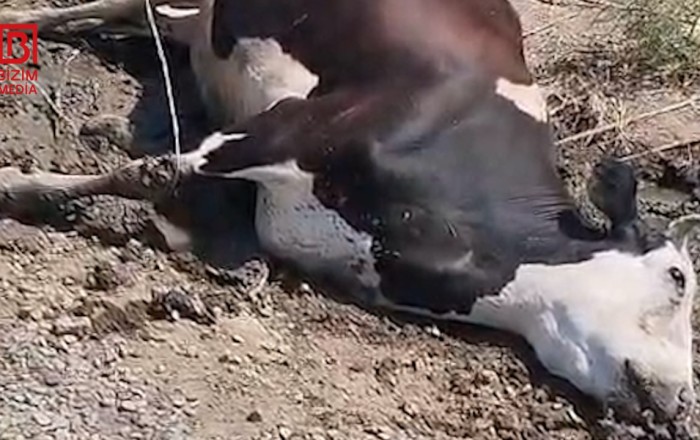 Elektrik naqili cins heyvanın tələf olmasına səbəb oldu –