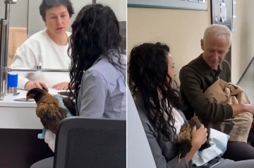 Toyuqlarla idarələrə gedib hökumətin qərarını “trolladılar” - Video