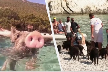 Bu adada donuzlar dənizdə turistlərlə birlikdə çimir -