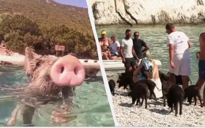 Bu adada donuzlar dənizdə turistlərlə birlikdə çimir -