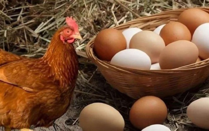Əvvəl toyuq yaranıb, yoxsa yumurta? -   Əbədi suala CAVAB