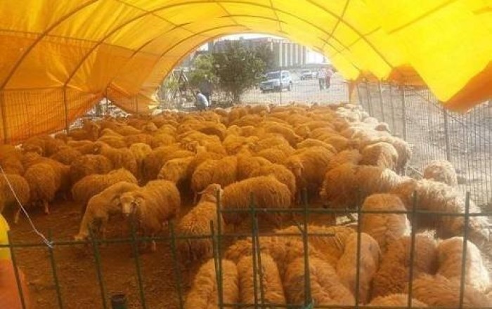 Heyvan bazarları ilə bağlı rəsmi açıqlama