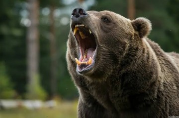 Сотни медведей отстрелены в России из-за угрозы для людей