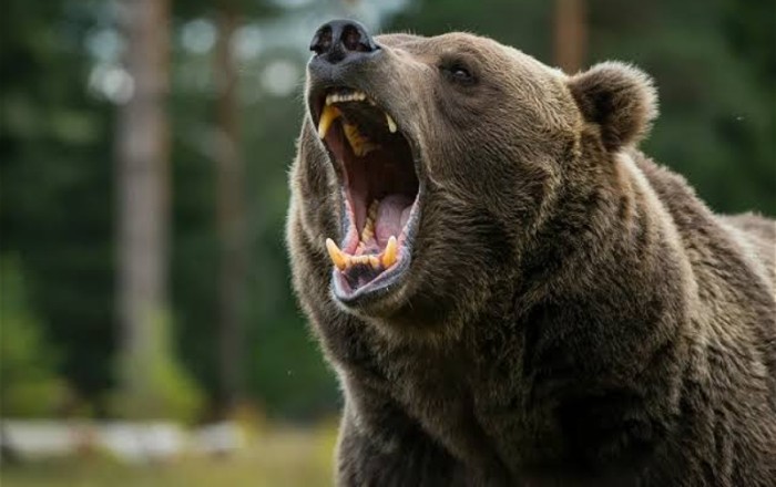 Сотни медведей отстрелены в России из-за угрозы для людей