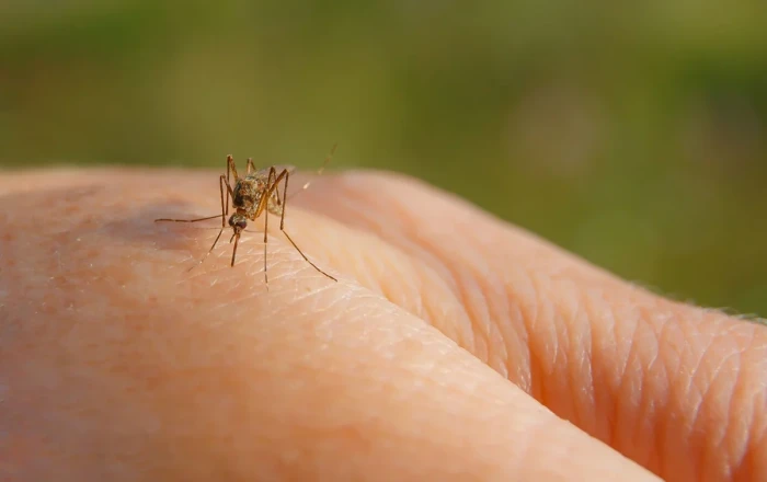 Yunanıstanda ağcaqanadların yaydığı virus təhlükəsi: Çox sayda ölən var