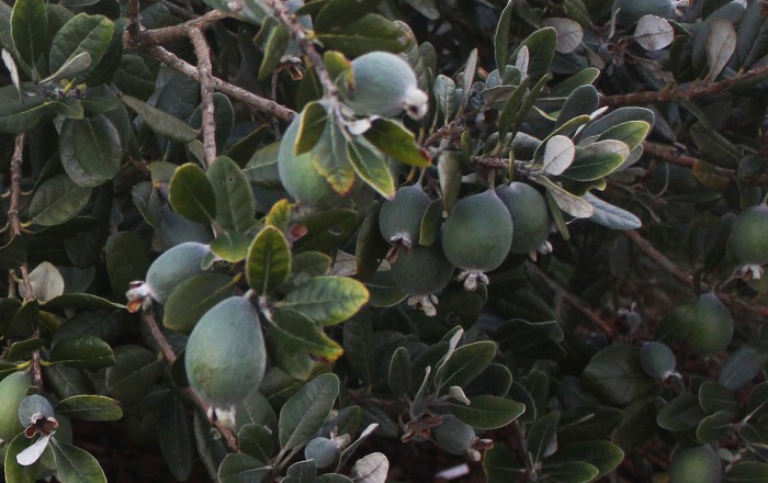 Tikinti işləri apararkən bioloji inkişafda olan feyxoa kollarını kəsdilər