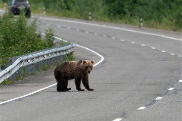 Медвежонок на улице в Азербайджане: почему дикие животные приближаются к людям