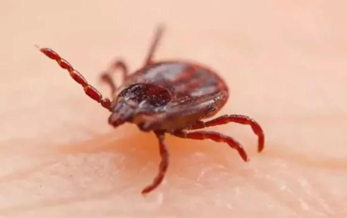 Yeni virus yayıldı -