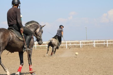 What we do not know about “Dilbaz” horses: They get accustomed to their owners from foalhood – report from Agstafa