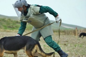 ANAMA-ya 60-dan çox minaaxtaran it bağışlanılıb