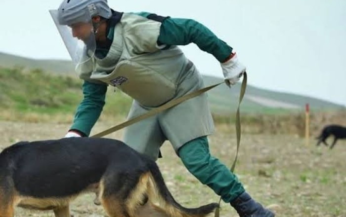 ANAMA-ya 60-dan çox minaaxtaran it bağışlanılıb