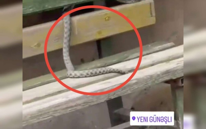 Yeni Günəşlini ilan basıb  -