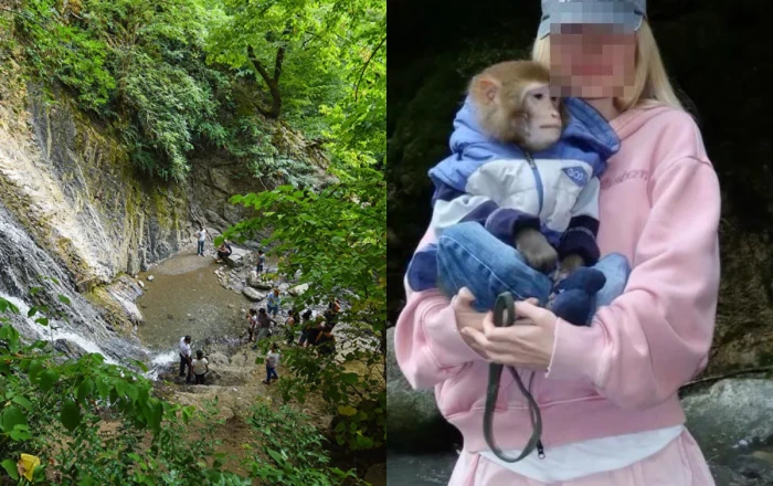 Qəbələdə turist meymunla şəkil çəkdirərkən başından yaralandı - Foto