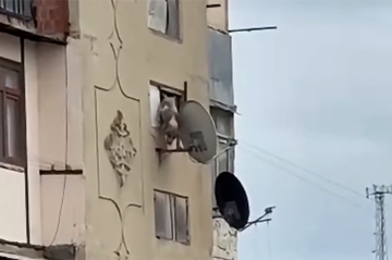 Bakıda iti pəncərədən atan şəxsə -