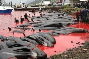 12 killer whales found dead on New Zealand beach