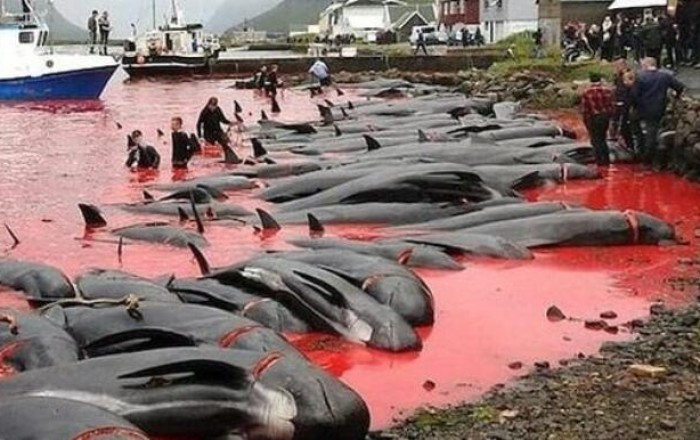 12 killer whales found dead on New Zealand beach